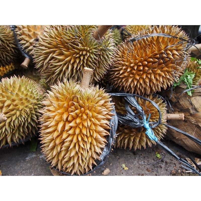 Bibit Durian plater bag 1,8 Meter  Berbuah Okulasi Siap Tanam Cepat Berbuah