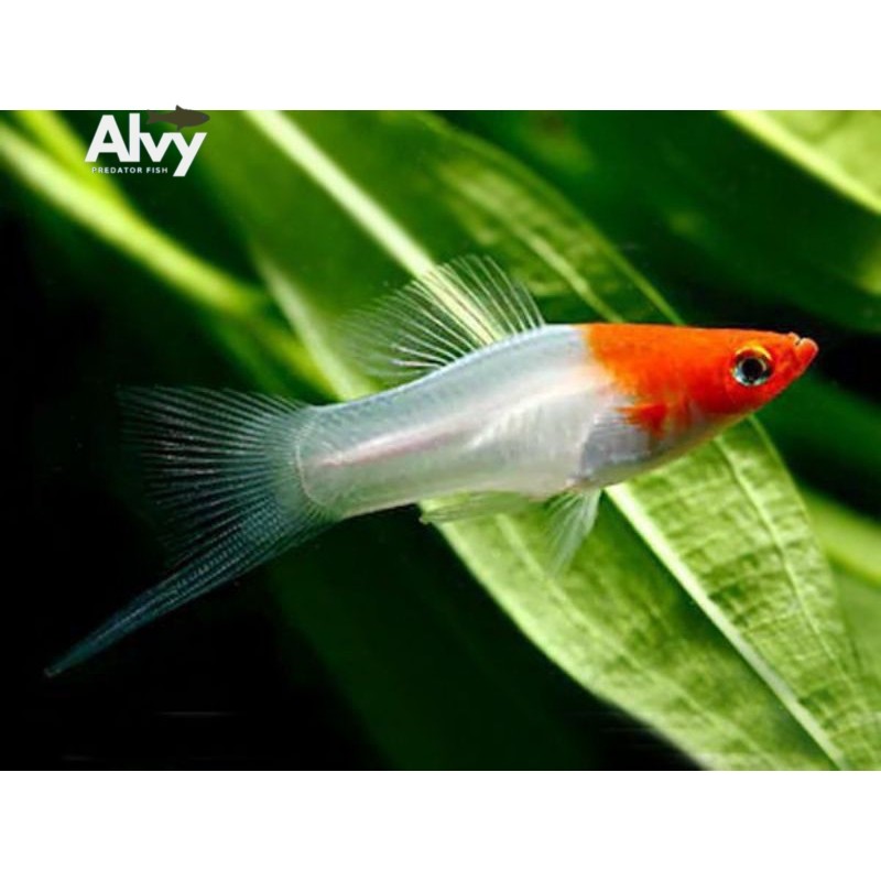 Aksesoris akuarium Platy Kohaku | Perlengkapan aquarium platy kohaku berkualitas