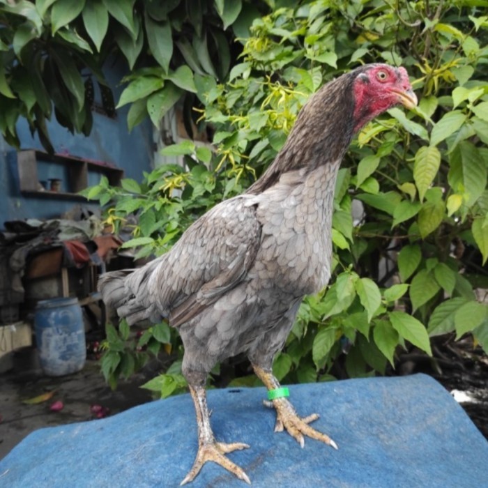 

Telur ayam bangkok birma fertil / ayam petarung aduan untuk ditetaskan Langsung