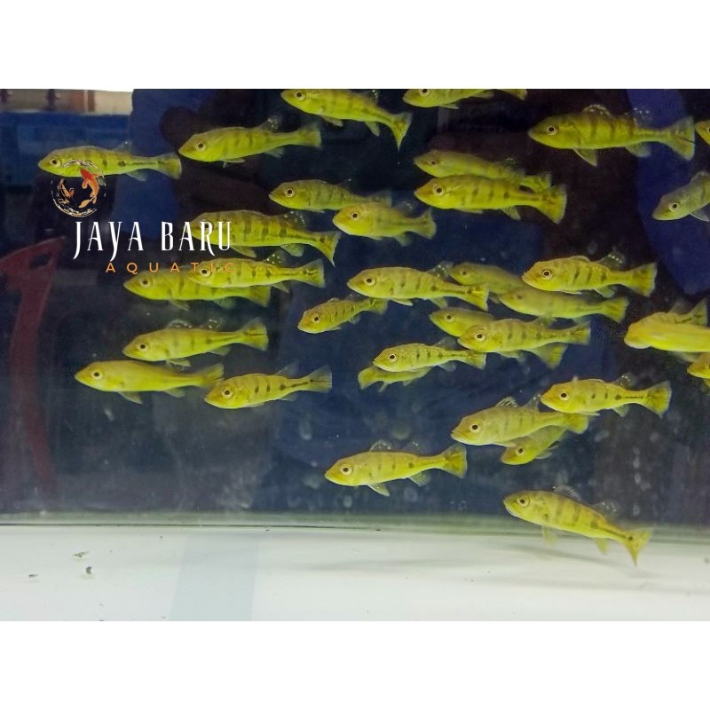 Hiasan akuarium Pbass mono kualitas pilihan 3-5 cm awuascape bergaransi