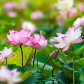 Biji Bunga Lotus - Biji Teratai Lotus 15 Butir