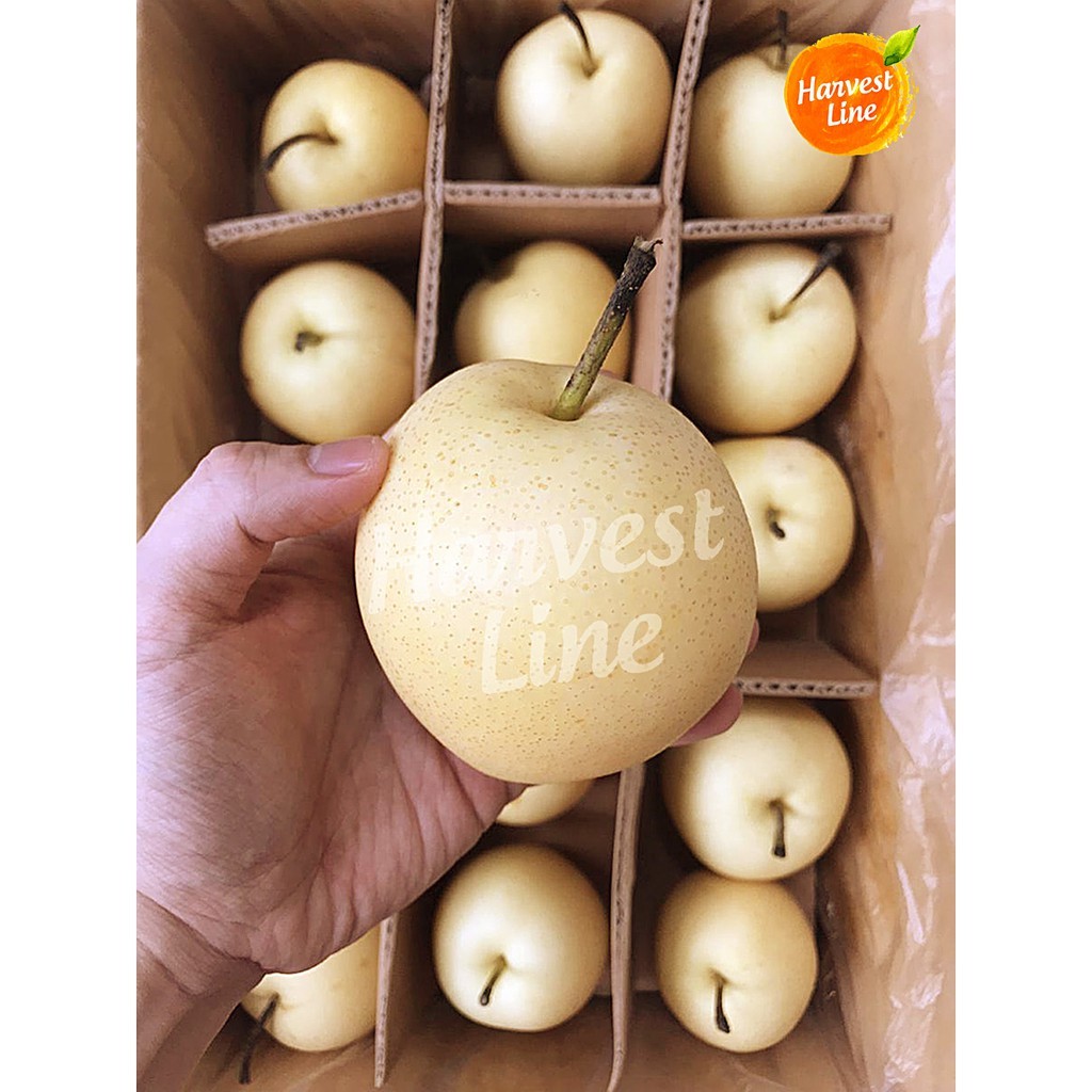 

BUAH PEAR PIR CENTURY SENTURI 1 KG [HARVEST LINE]