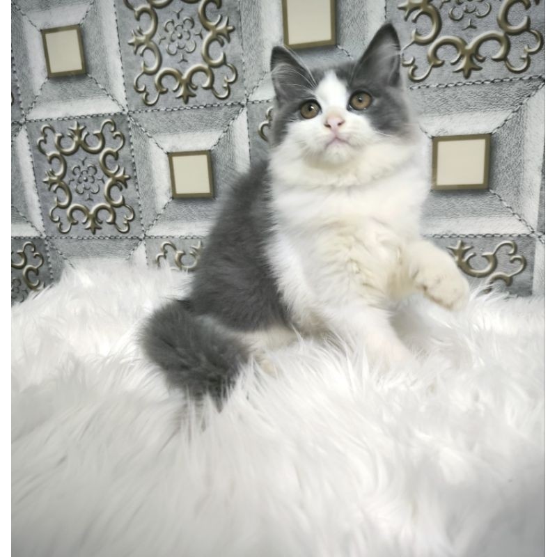 Kucing Persia Anggora Himalaya Ragdoll Kitten