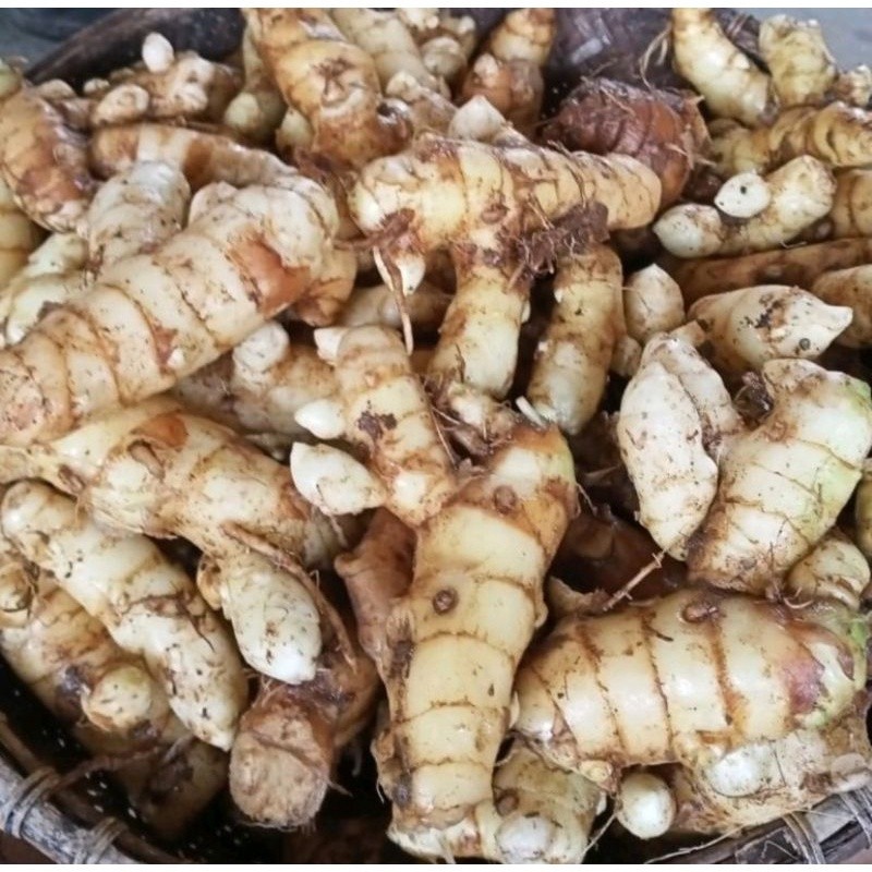 

kunyit putih segar 1 kg asli organik herbal CURCUMA ready