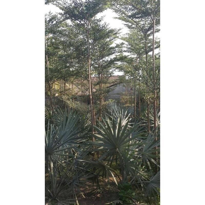 pohon ketapang kencana varigata ijo/ketapang kencana hijau tinggi 2-3 meter
