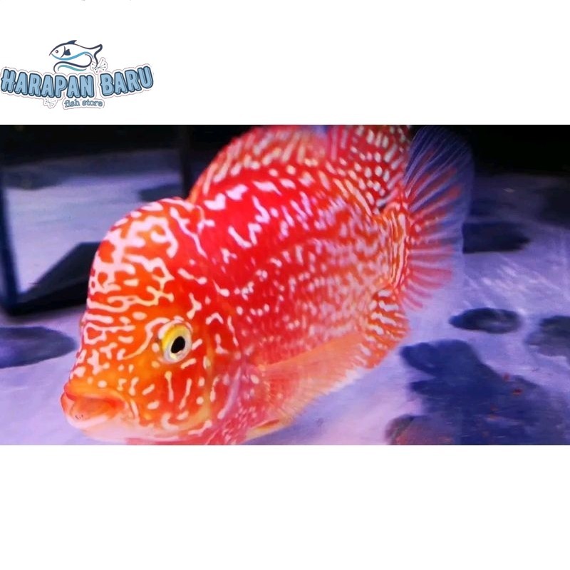 Pemanis akuarium Burayak Louhan GoldenBase Cencu Bisa cod