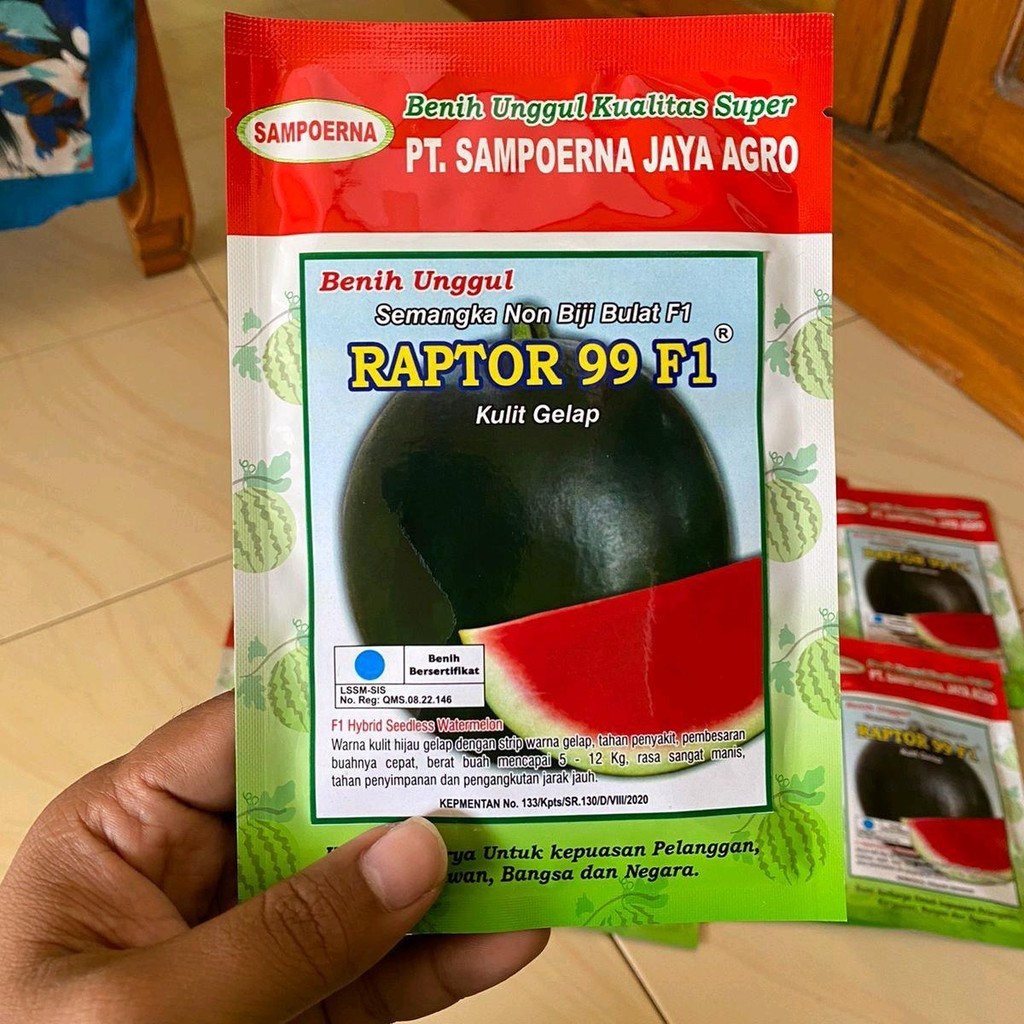 (Raptor 99 F1, 20 gram) 350 biji Bibit semangka non biji bulat SAMPOERNA JAYA