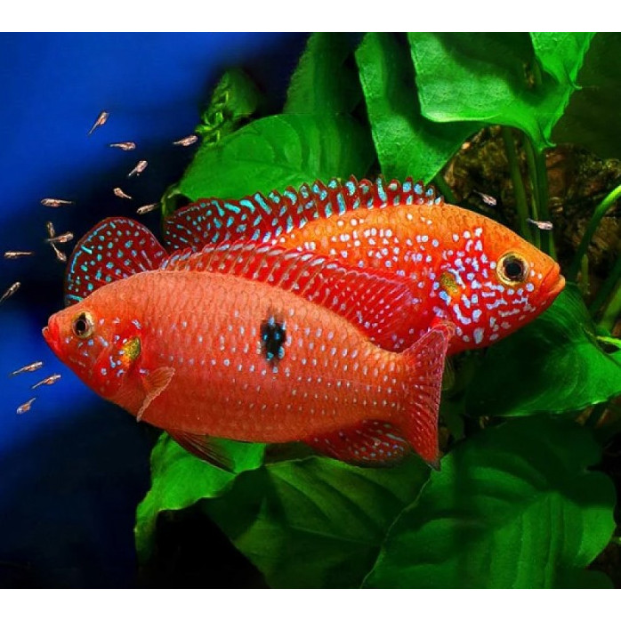 Red Jewel Cichild / Ikan Hias Air Tawar / Ikan Hias Aquascape