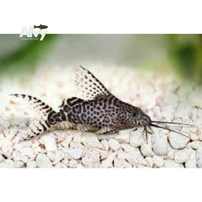 Aksesoris akuarium SYNODENTIS/ ikan pembersih/pemakan alga berkualitas