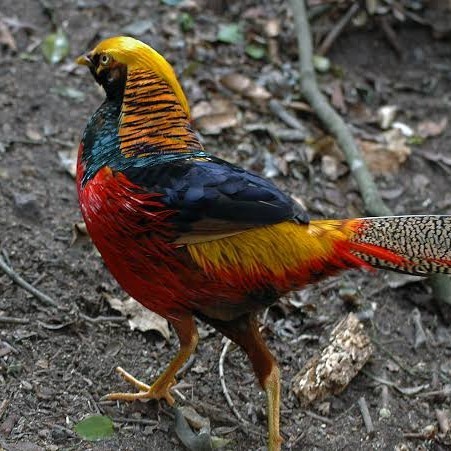 

Telur ayam ringneck golden pheasant telur ayam hias fertil siap cod