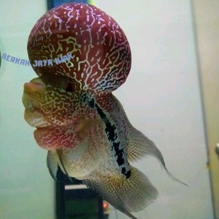 Hiyasan aquarium beli3bonus1 Promo Besar 5-7 cm Obral Burayak Louhan Lohan (rndm) Srm/F3/Cencu/SRD B