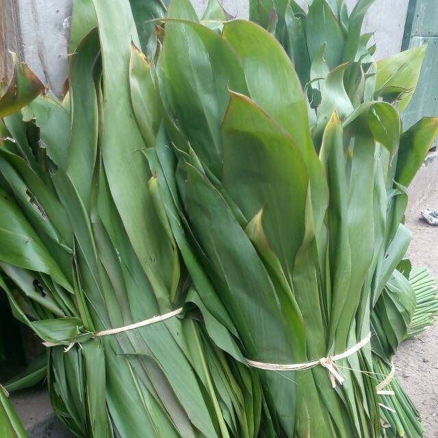 

Bahan bungkus bacangbakcang 1kg daun hanjuanghanyuangandong segar siap petik FH