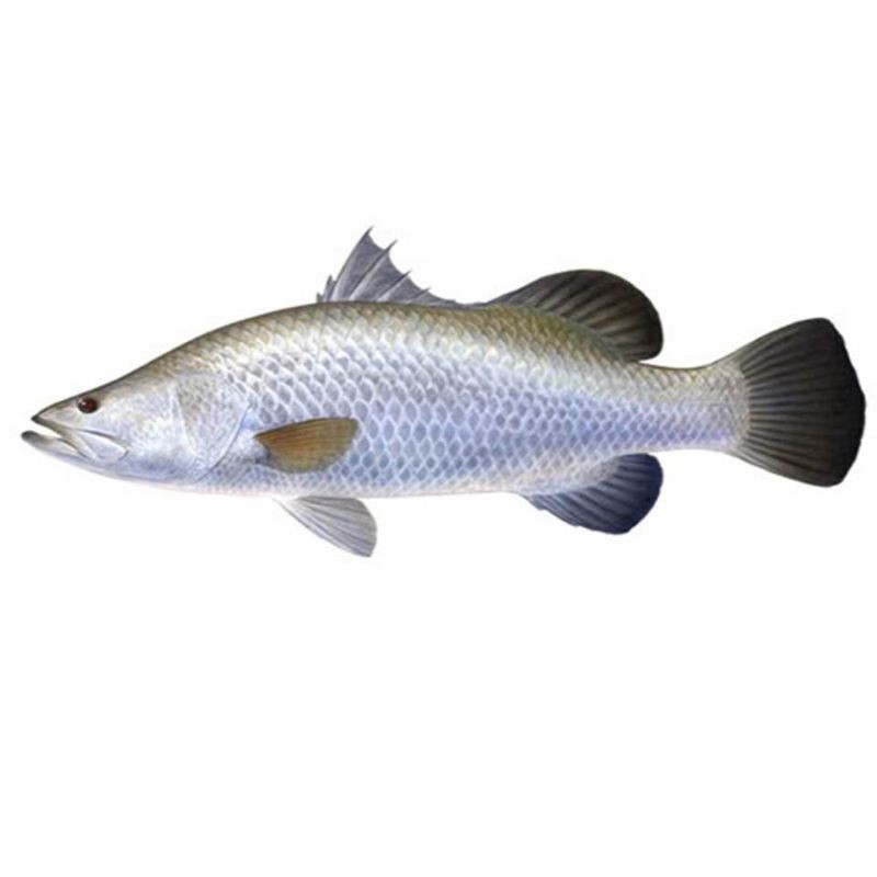 

Ikan Kakap putih - BEST Fresh Food