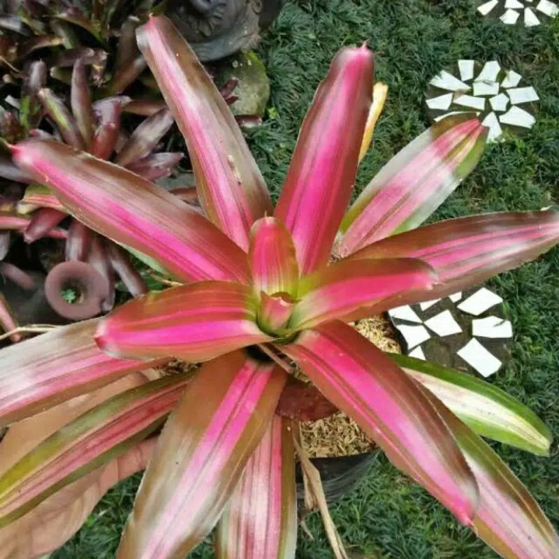 Bromelia tricolor pohon hidup