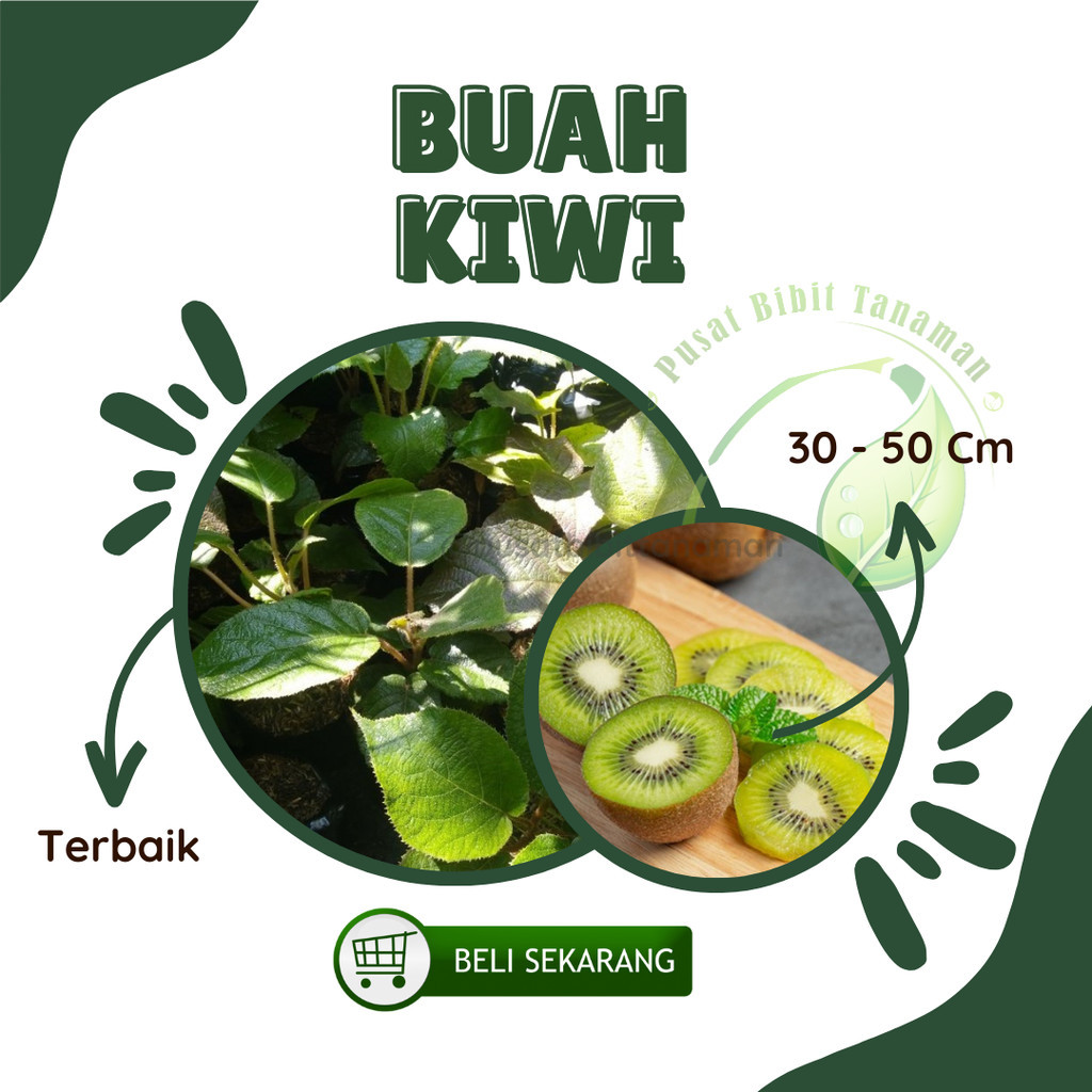 Bibit Buah Kiwi Tanaman Kiwi Unggul Berkualitas [ SIAP KIRIM ]
