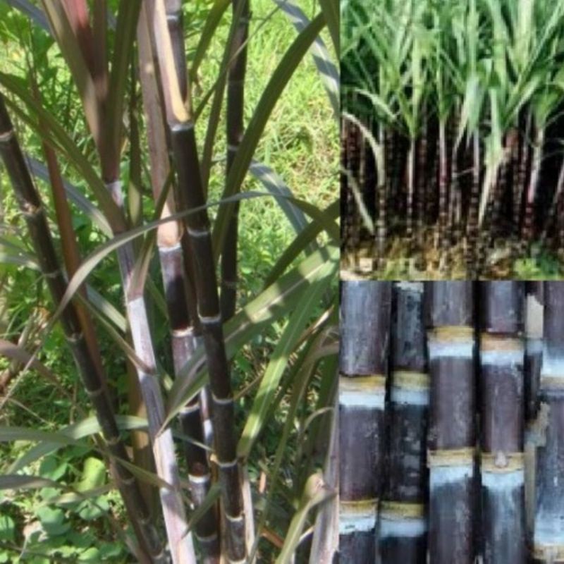 

Bibit Stek Tebu Hitam/Tiwu Ireng/Tebu Wulung Pohon Tebu