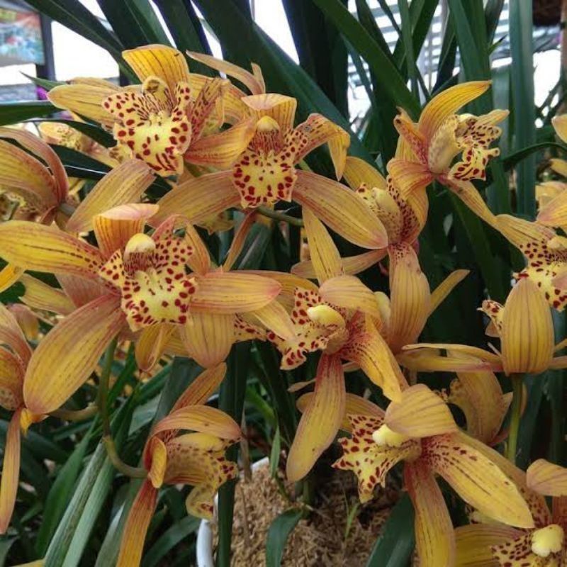 anggrek cymbidium chen's ruby