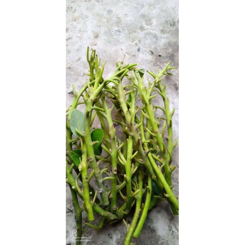 ENTRES / BATANG SEGAR / CUTTING ALPUKAT RED VIETNAM HASS PINKERTON