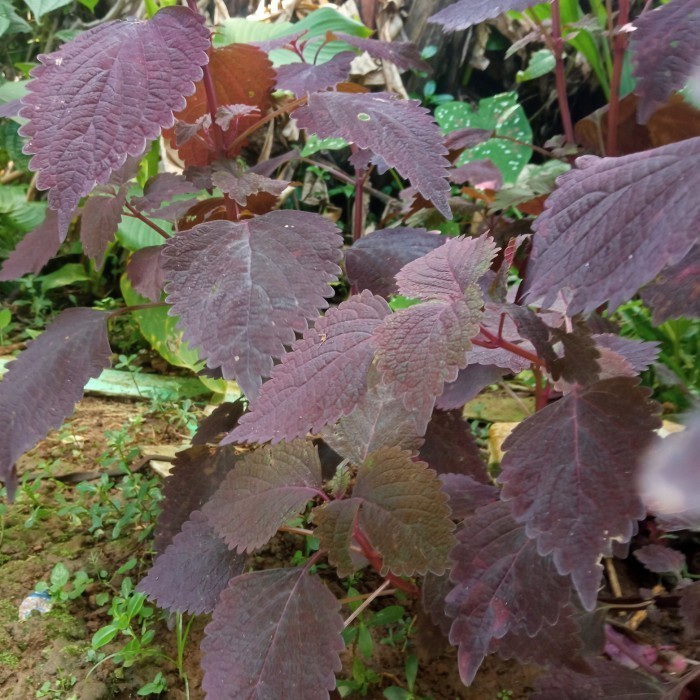 

Daun Jawer kotok segar 500 gram