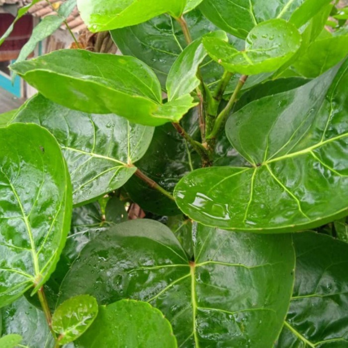 

daun mangkok segar 300 gram