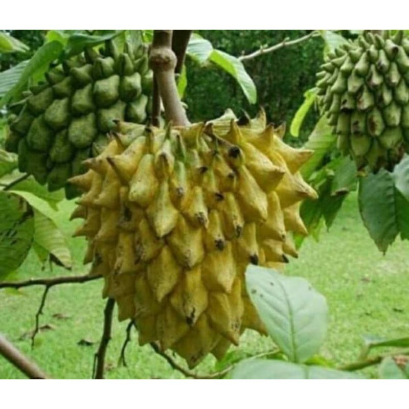 BIBIT SRIKAYA BIRIBA  SUPER UNGGUL