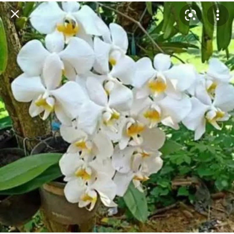 anggrek bulan putih ANGBUL ASLI