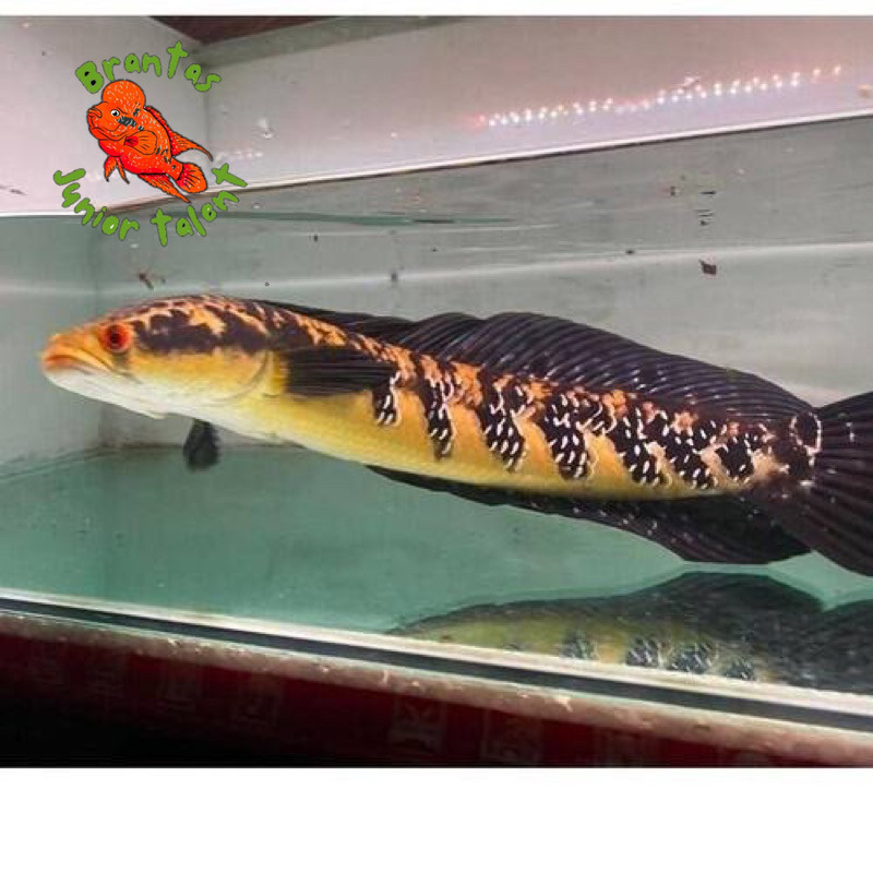 Kebutuhan akuarium MARU YS 9-18cm Grade A++ (Bonus stiker)