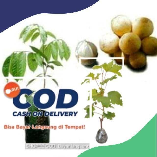 BIBIT DUKU PALEMBANG