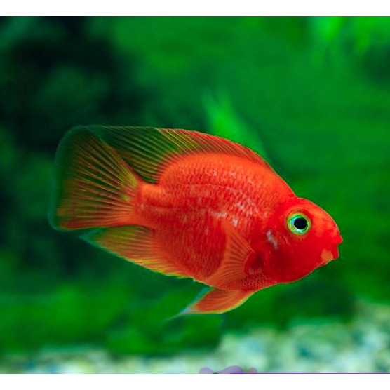 Red Parrot Fish / Ikan Hias Parrot