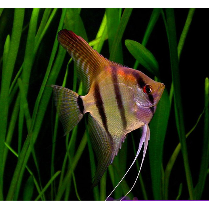 Manfish Altum / Angel FIsh / Ikan Hias Aquascape / Air Tawar