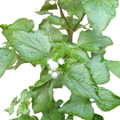 

daun babadotan bahan antiseptik alami bisa COD