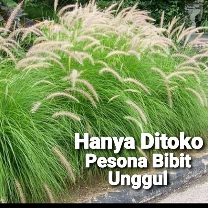 

Bibit Tanaman Alang Alang Ekor Kuda/ Alang-Alang Ekor Kuda