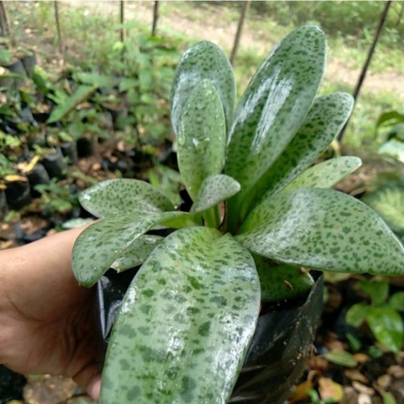 Tanaman hias bunga lidah katak / lidah katak Cantik murah