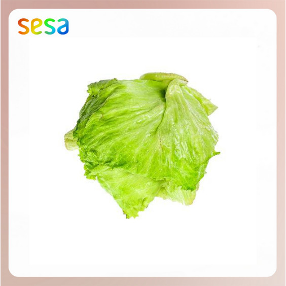 

SELADA Iceberg Organik / Kg - Sayuran Fresh Sehat