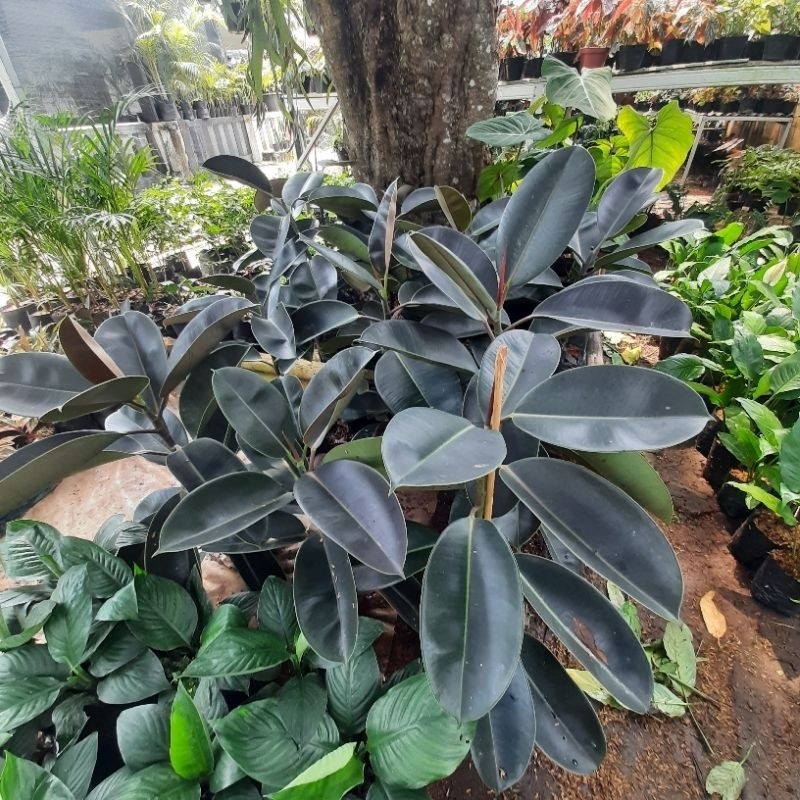 tanaman hias karet kebo ruby pohon karet kebo merah