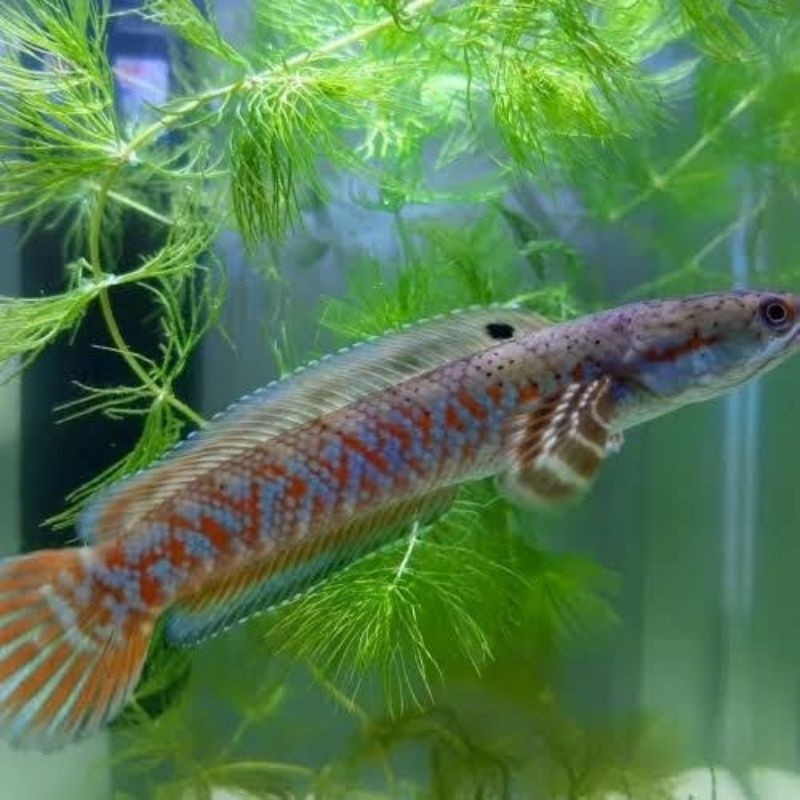 promo gacor chana red pulcra size 7-9cm