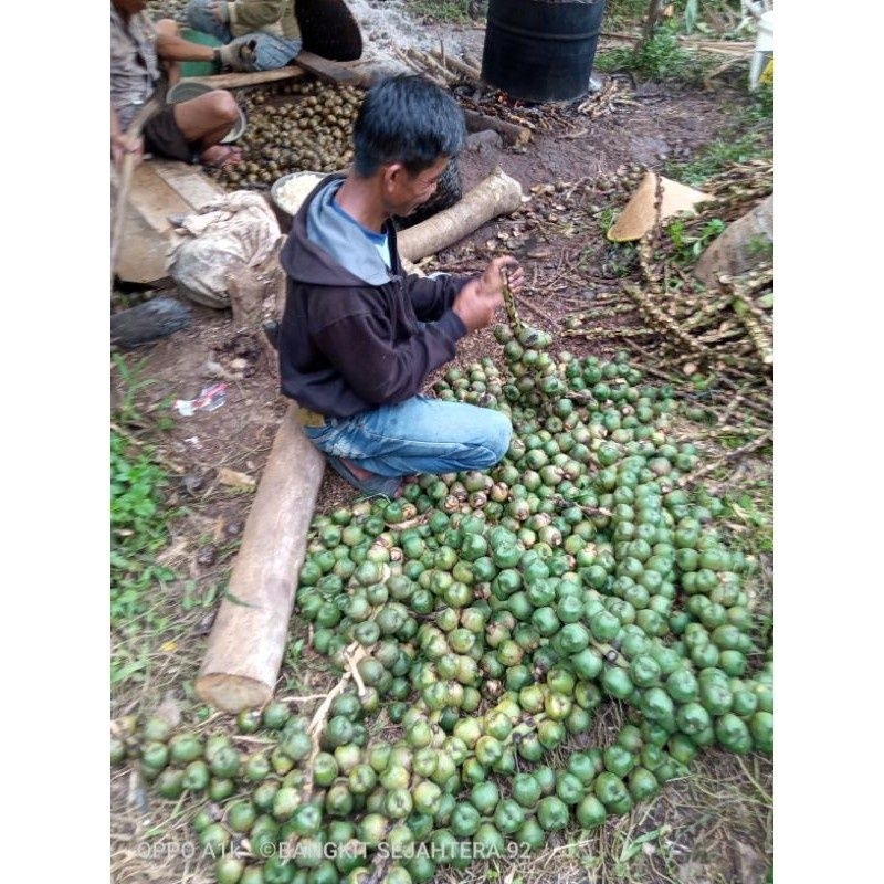 

BIG PROMO Buah kolang kaling mentah cangkang 1kg