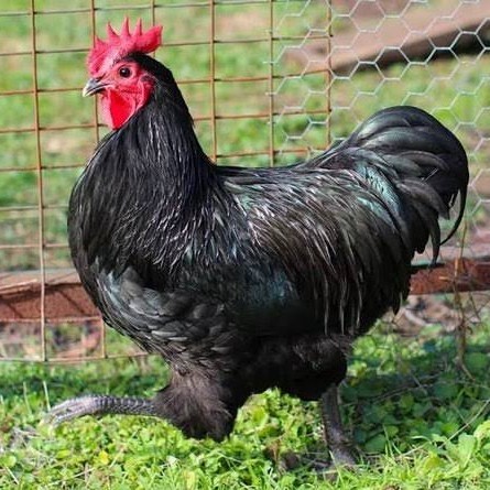 

Telur ayam black australorp / telur ayam hias / telur fertil siaptetas