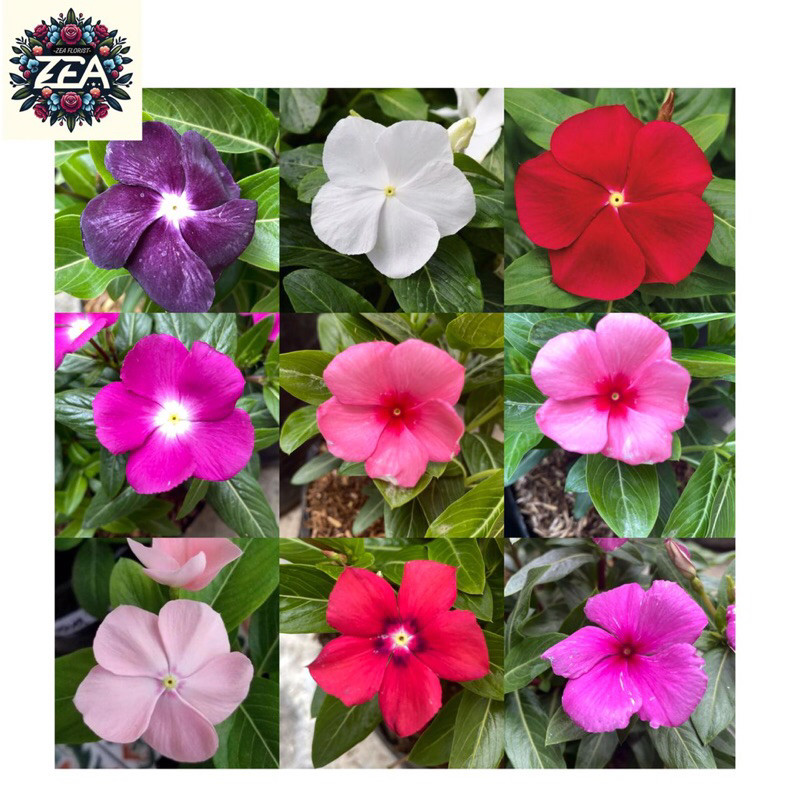 Tanaman Hias Bunga Vinca Berbunga - Tapak Dara Periwinkle Cantik - Vinca Rajin Berbunga - Tanaman Po
