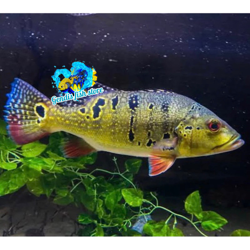 Tankmate aquarium (-+ 10-12 CM) IKAN HIAS PBASS BROCOPONDO IKAN HIAS PREDATOR AQUARIUM berkualitas