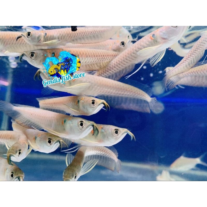 Tankmate aquarium hiasan aquarium arwana silver red arwana silver Brazil 9-10 cm bergaransi berkuali