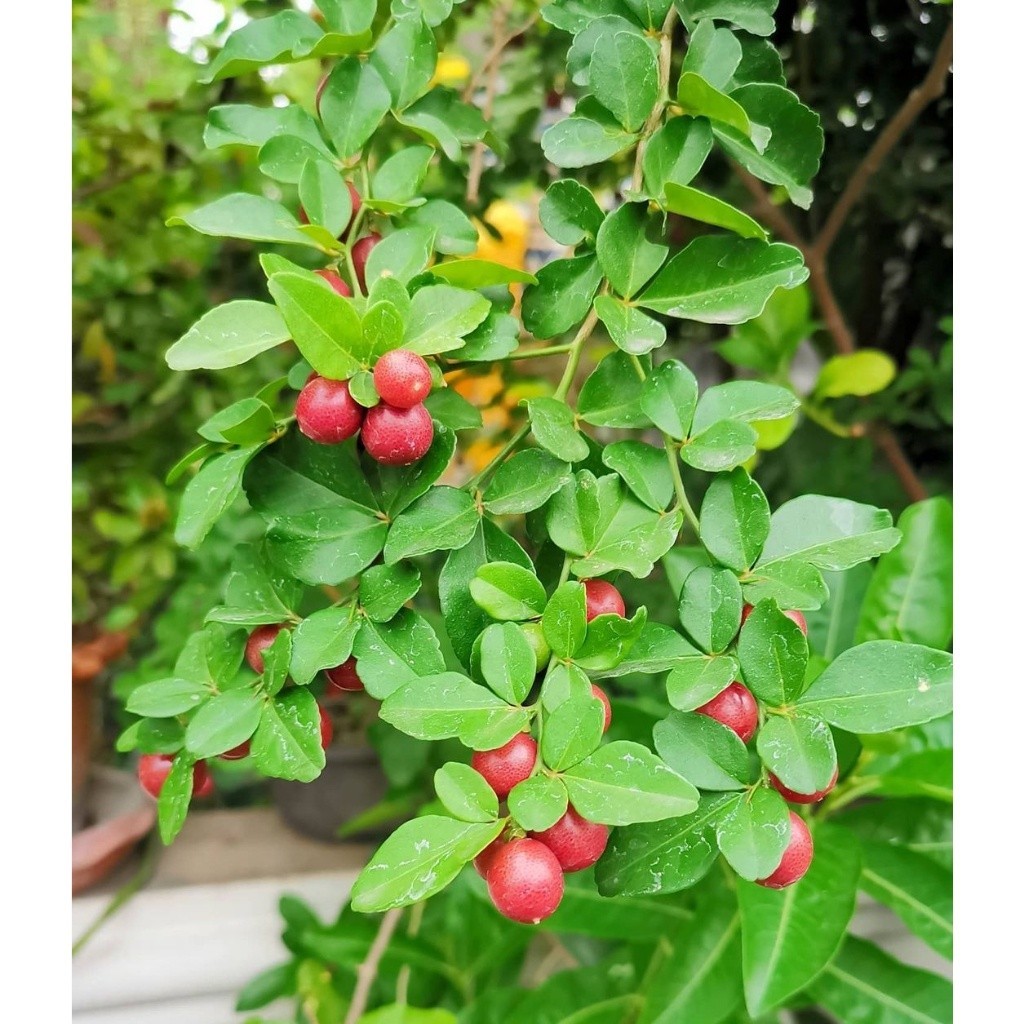 Tanaman Bibit Buah JERUK KINGKIT - Bibit Pohon Jeruk Kingkit