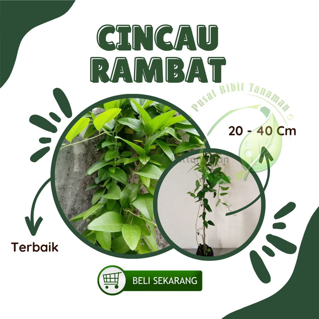 Bibit Cincau Hijau Rambat | Cincau Jelly | Cincau Hijau | Cincau Lancip