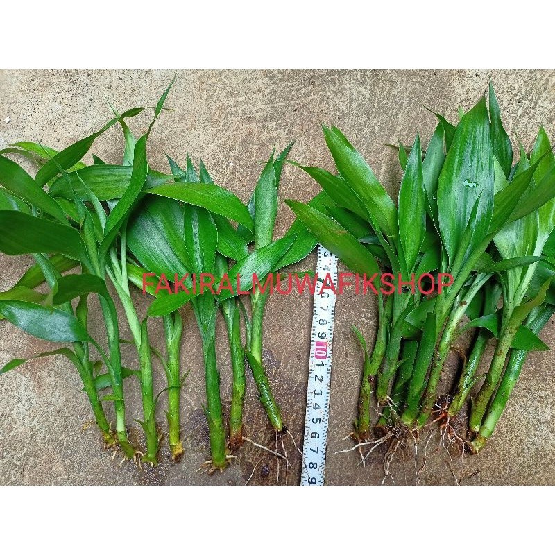 

BAMBU HOKI MINI PENDEK/ SRI REJEKI PENDEK COMEL BERAKAR SEHAT BERDAUN RIMBUN