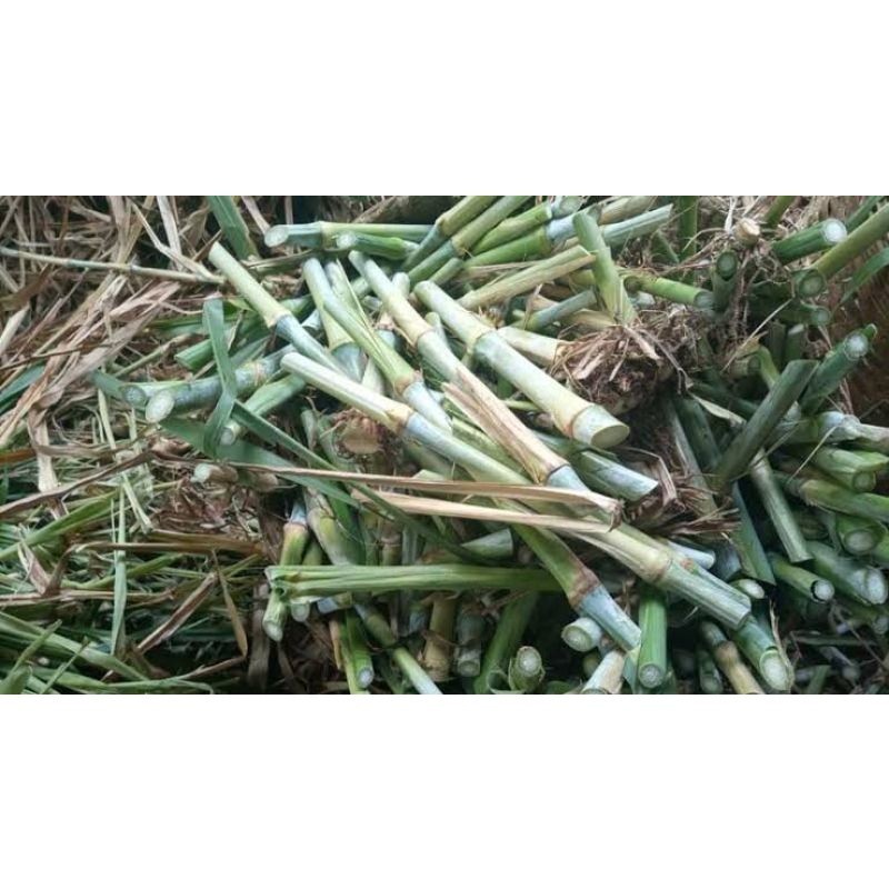 

BIBIT NAPIER PAKCHONG RUMPUT PAKCHONG Per 20-25 btg 1kg (30cm)