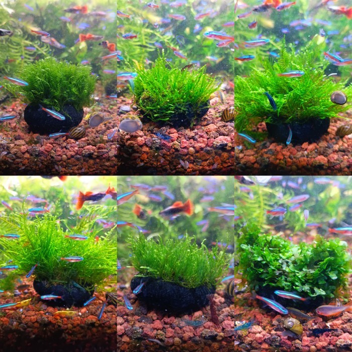 MOSS WABIKUSA PELIA FLAME PEACOCK SPIKY FISSIDEN WEEPING JAVA RICARDIA - Pelia