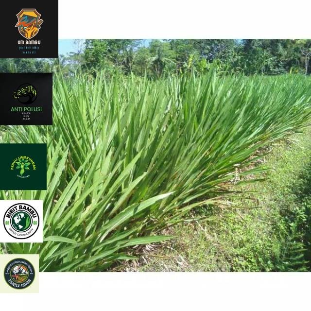 Bibit rumput odot per setek 1 kg isi 50 batang