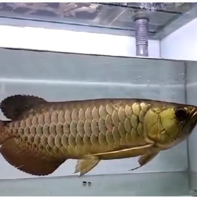 ikan Arwana Golden red ukuran 45cm