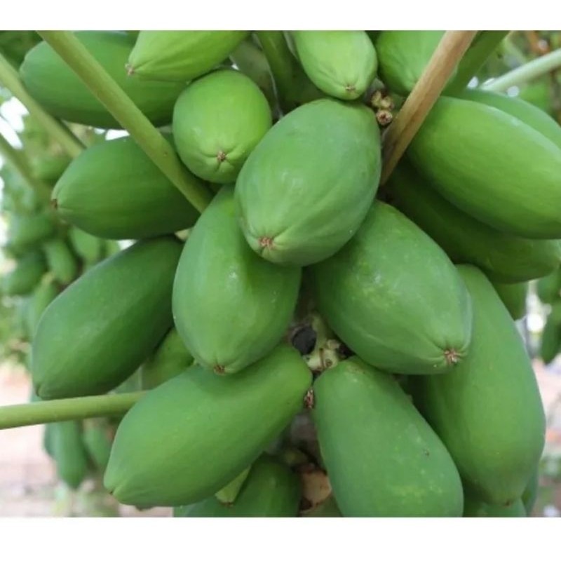 

Pepaya Muda / Buah Pepaya Muda / Pepaya Mentah / Pepay Sayur 1-Kg ready