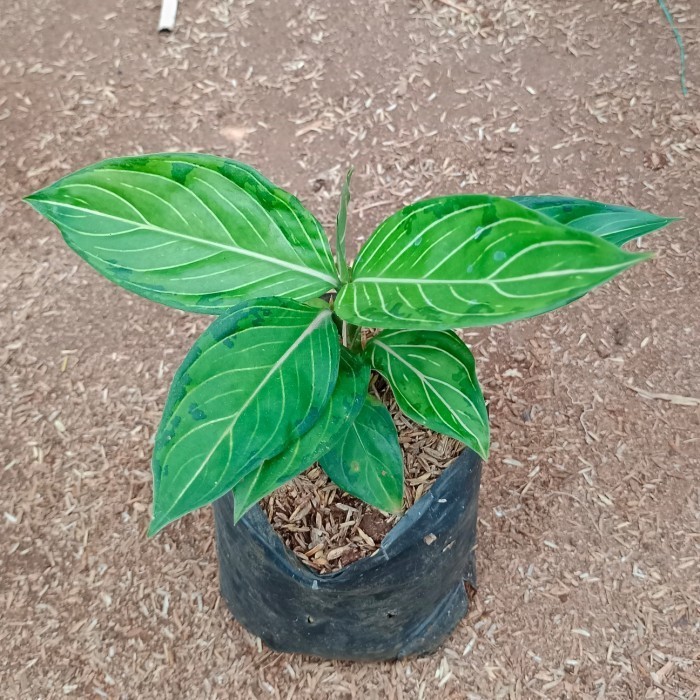 tanaman hias aglonema rotundum x pictum tricolour - pohon aglonema